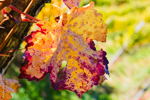 Buntes Weinlaub photo