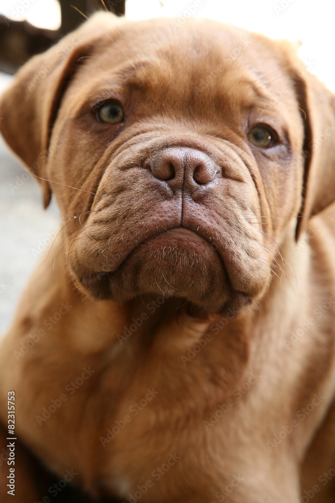 Cucciolo Dogue de Bordeaux