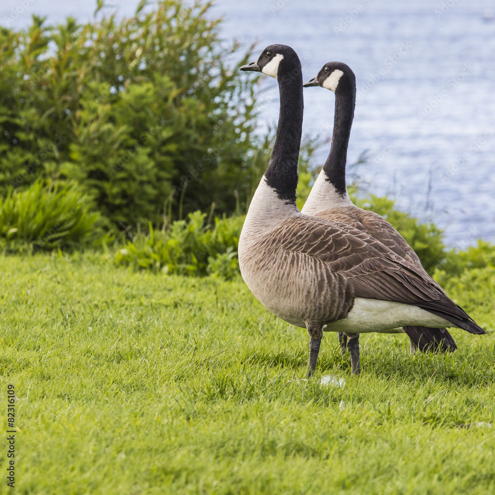 Canada Goose (branta canadensis) strolling in the park Canada Goose (branta canadensis) strolling in the park