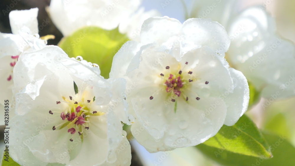 Ultra HD 4 k. Blossoming apple. Ultra HD 4 k. Blossoming apple.