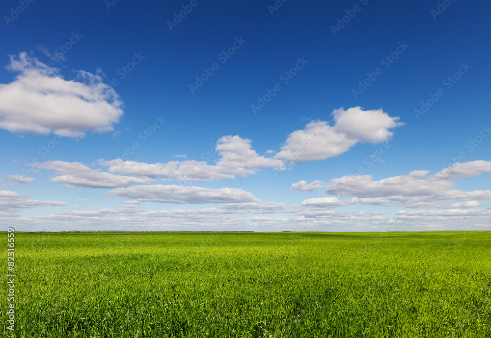 green grass field and bright blue sky