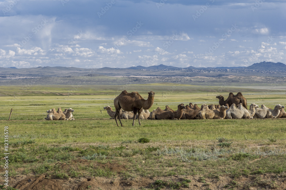 group of bactrian cammels in the steppe group of bactrian cammels in the steppe