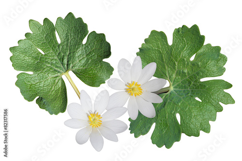 Bloodroot Wildflower