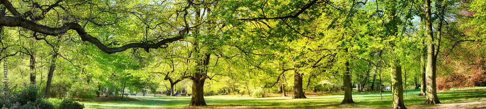 Park in spring time