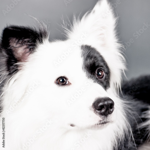 black and white dog (43) © 1stGallery