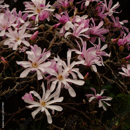 Magnolia × loebneri 'Leonard Messel'