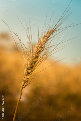 Golden Ripe Wheat