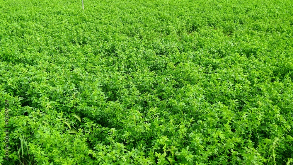 Medicago sativa field, alfalfa (4K) Medicago sativa field, alfalfa (4K)