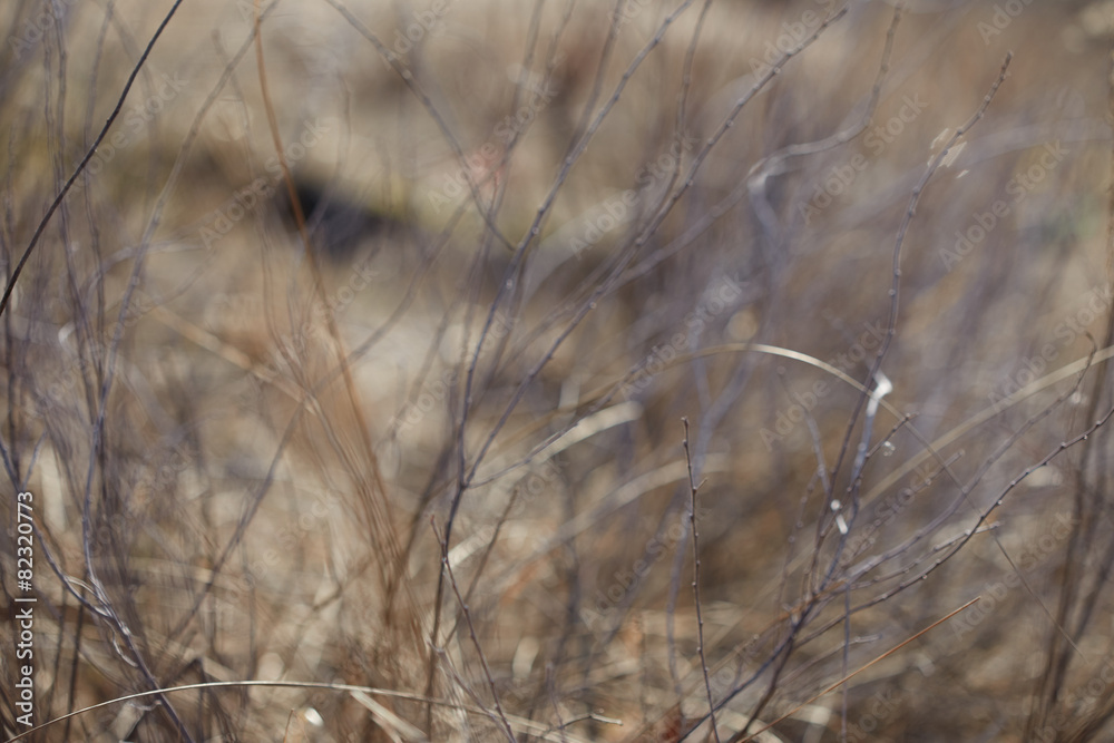 Fototapeta premium Nature background