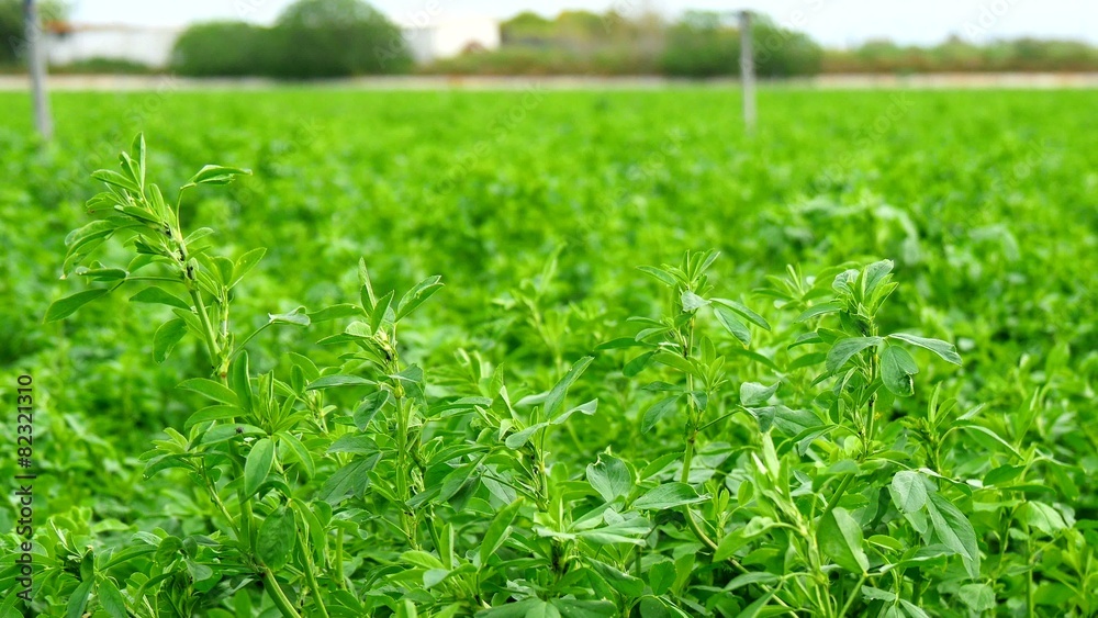 Medicago sativa field, alfalfa (4K) Medicago sativa field, alfalfa (4K)