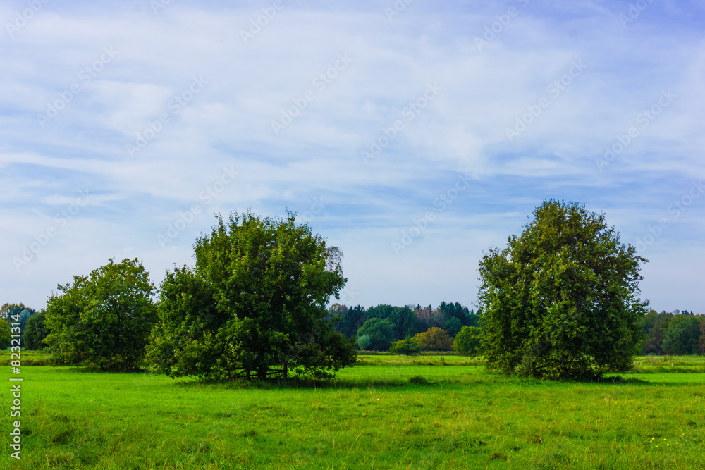 meadow with  big oak tree