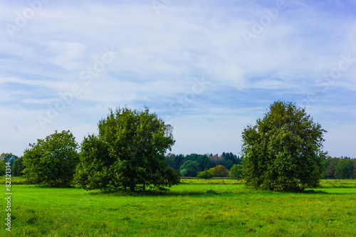 meadow with big oak tree