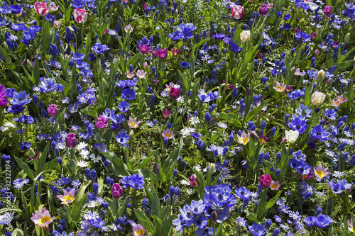 Flower bed of various types of flowers.