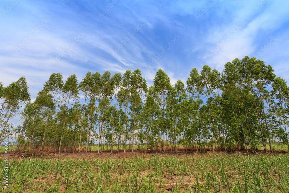 Obraz premium Eucalyptus tree on field