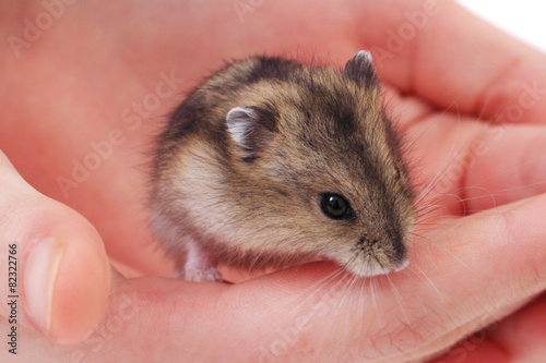 dzungarian mouse in the human hand