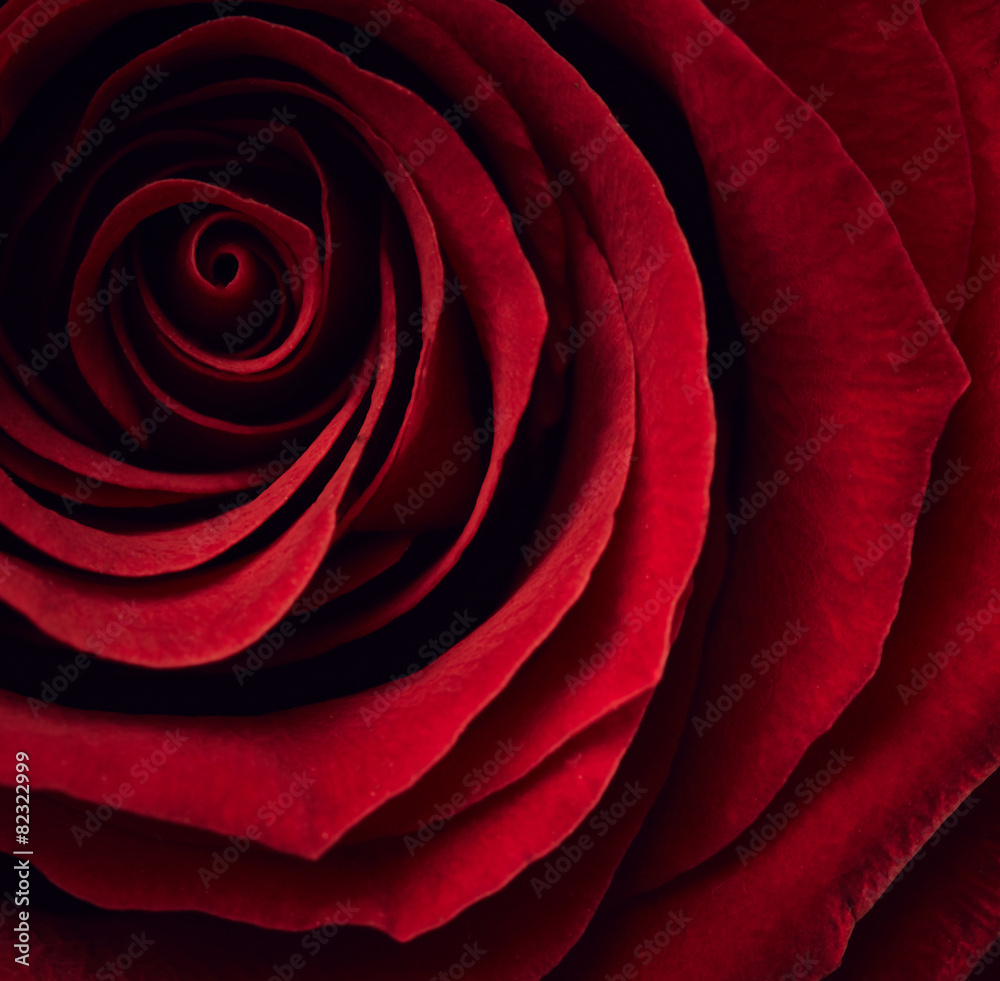 Obraz premium Beautiful red rose