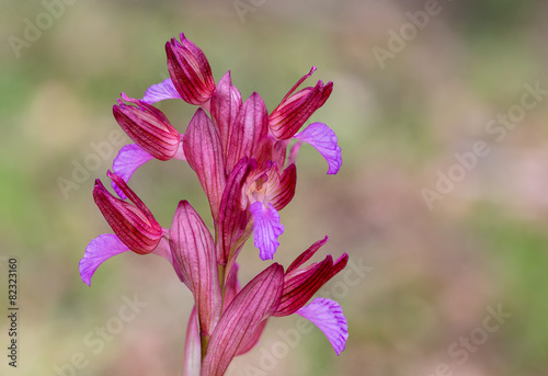 Orchidea spontanea photo