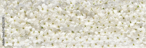 White cherry flowers panoramic background #82323591