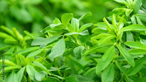 Wallpaper Mural Medicago sativa field (4K) Torontodigital.ca