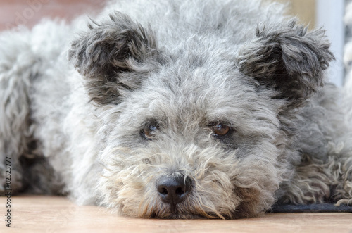 Pumi dog, a hungarian herding dog