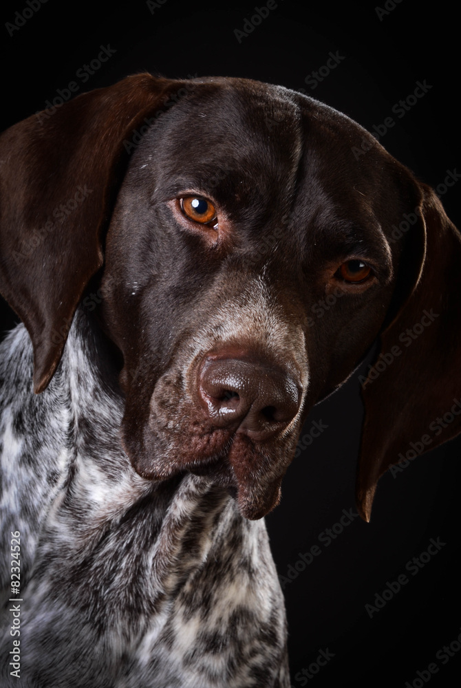 german shorthaired pointer german shorthaired pointer