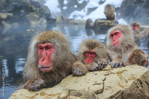 Snow monkeys, Japan photo