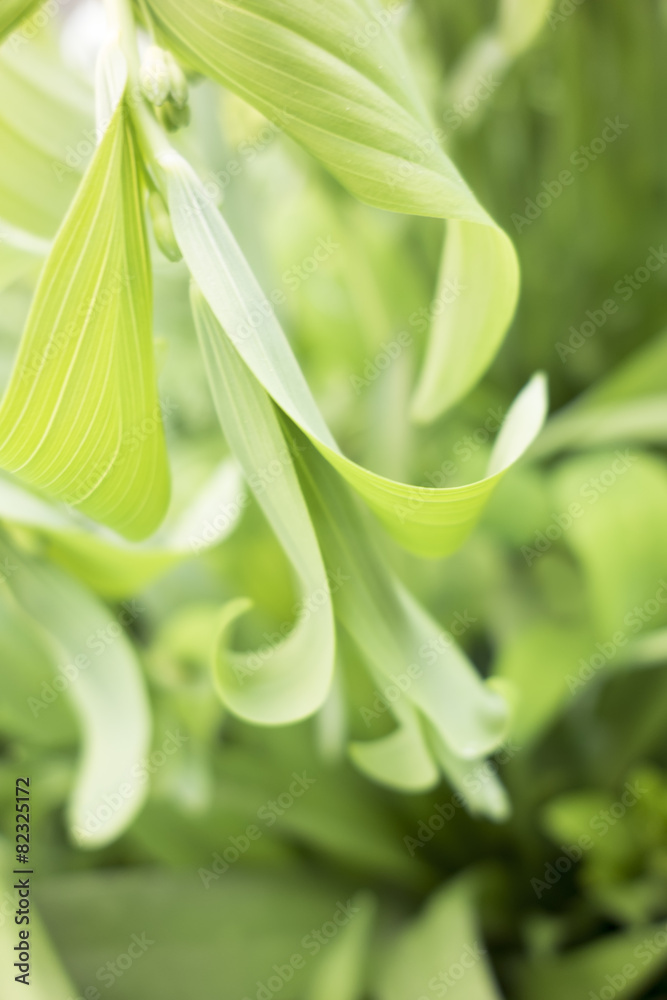 green plant background green plant background