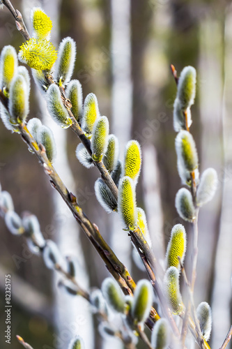 Ива козья (Salix caprea L.). Цветущие ветви весной