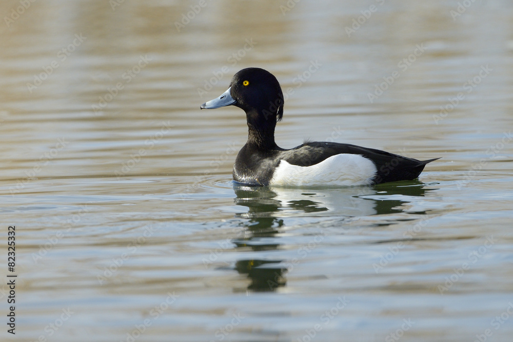 Tufted duck (Aythya fuligula) swimming in water with reflecton. Tufted duck (Aythya fuligula) swimming in water with reflecton.