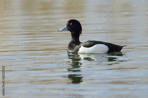 Tufted duck (Aythya fuligula) swimming in water with reflecton.