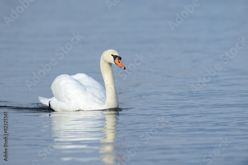 Mute swan  Cygnus olor  swimming in blue water with reflection.