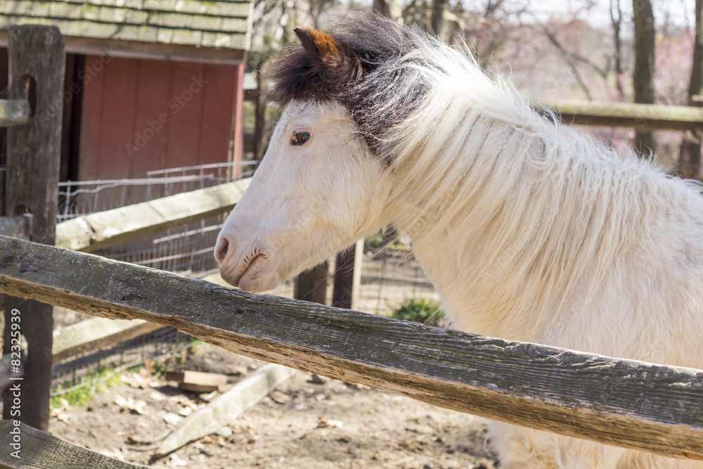 Obraz premium White Horse