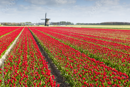 Tulip field with different colors of tulips and windmill in the background,