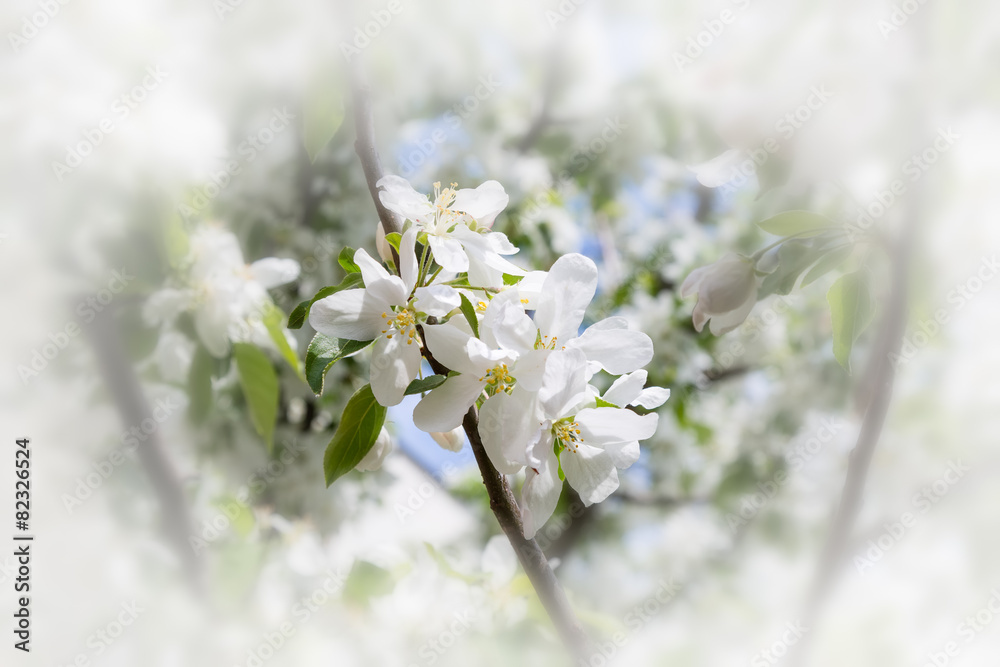 White flowers of apple tree White flowers of apple tree
