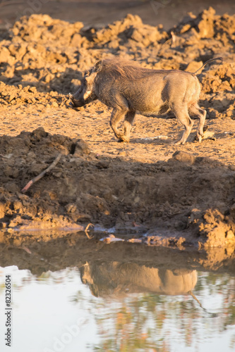 Warthog with big teeth drink from waterhole © Alta Oosthuizen