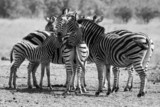 Zebra herd in black and white photo with heads together