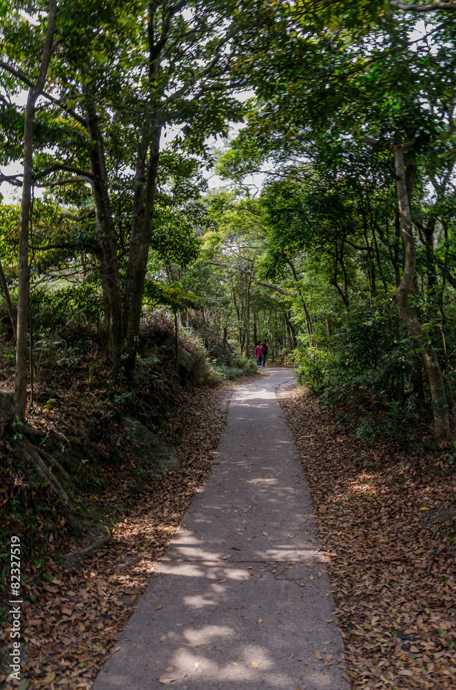 Walking in the wood