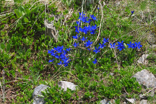 Fleurs alpines photo