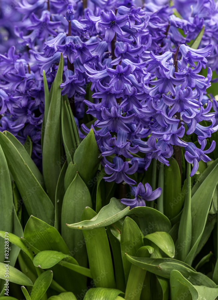 Fototapeta premium Purple Flowers