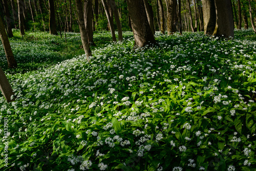 Bärlauchblüte am Waldboden