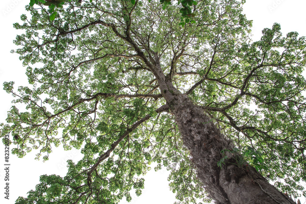 Fototapeta premium Huge tree on white background. in looking up viewed