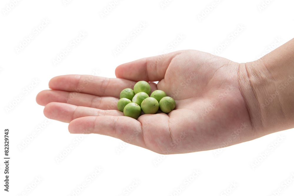 Little eggplant in hand important ingredient for Thai cuisine Little eggplant in hand important ingredient for Thai cuisine