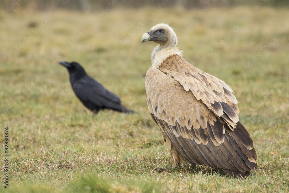 Griffon vulture ( Gyps fulvus ) perched on the floor Griffon vulture ( Gyps fulvus ) perched on the floor