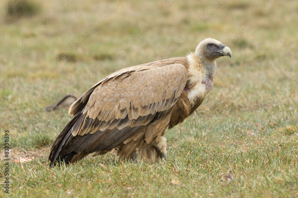 Griffon vulture ( Gyps fulvus ) perched on the floor Griffon vulture ( Gyps fulvus ) perched on the floor