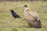 Griffon vulture ( Gyps fulvus ) perched on the floor