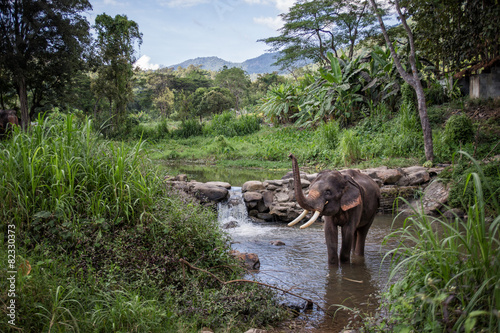 Elephant Bath - Thailand