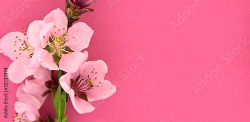 Blooming sakura  spring flowers on pink background