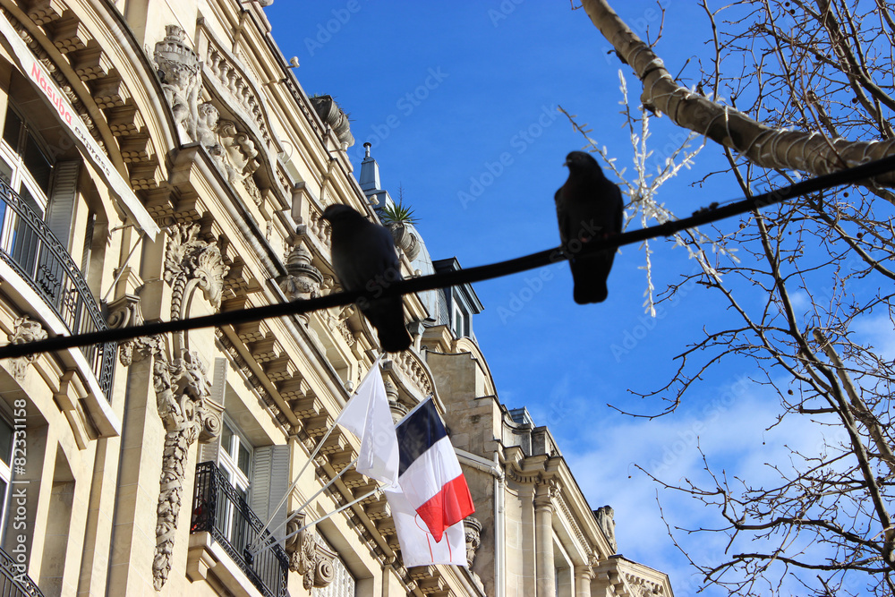 Obraz premium Pigeons sur l'Avenue des Champs-Élysées