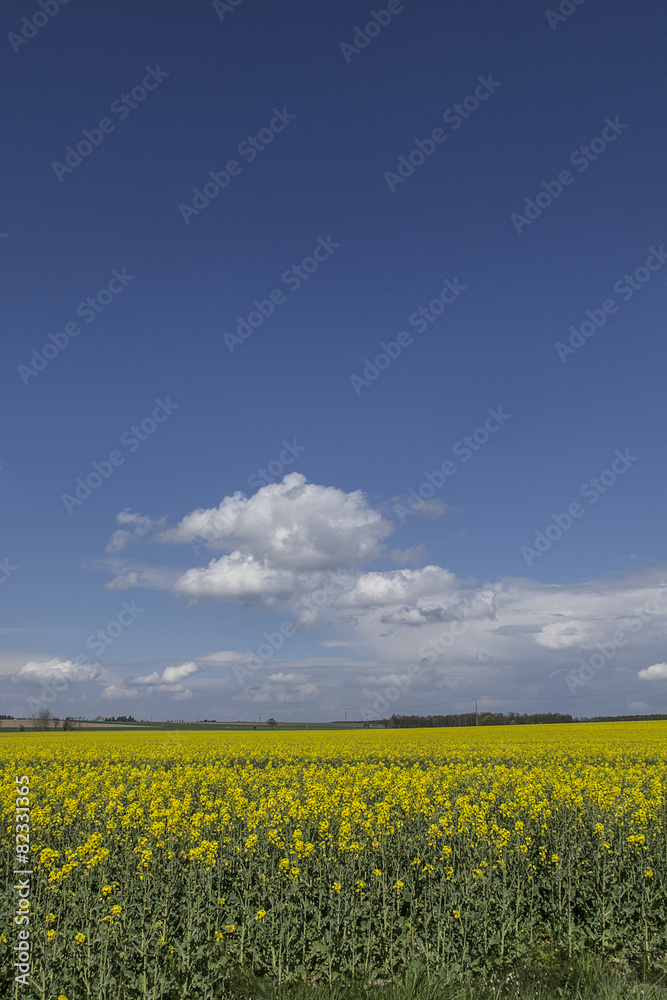 Canola field under blue sky