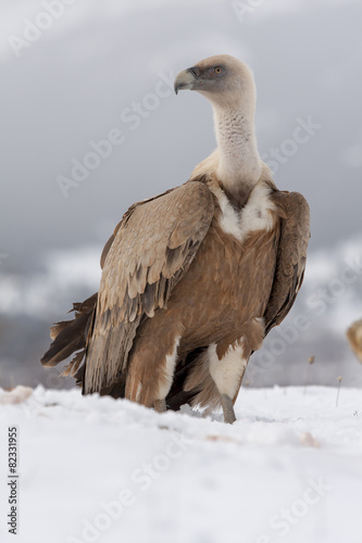 Griffon vulture, (Gyps fulvus), in the snow